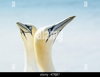 Close-up di due Northern sule, Morus bassanus Foto Stock