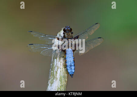 Ampia corposo chaser / ampia corposo darter (Libellula depressa) maschio appollaiato sulla levetta delle luci e levetta in cerca di prede lungo stagno Foto Stock