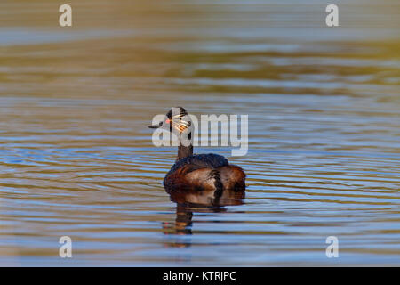 Nero-colli / svasso eared grebe (Podiceps nigricollis) nuoto in allevamento del piumaggio in primavera Foto Stock