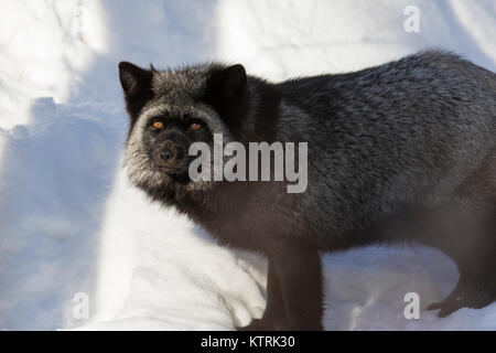 Nero argento fox, melanistic forma di Red Fox (Vulpes vulpes vulpes) in inverno Foto Stock