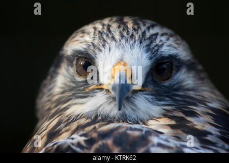 Rough-zampe poiana (Buteo lagopus) ritratto Foto Stock