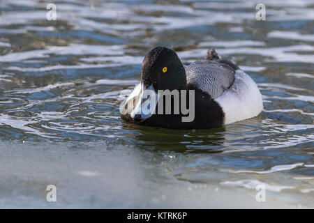 Anello di colli di anatra (Aythya collaris) in inverno Foto Stock