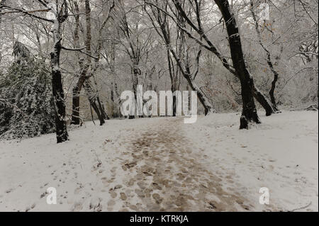 Highgate wood nella neve il 10 dicembre 2017 Foto Stock