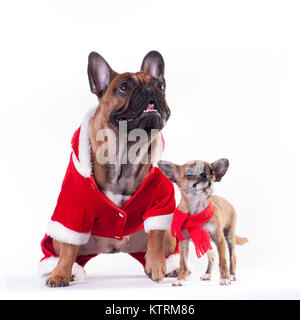 Due simpatici cani bulldog francese e chihuahua in Santa suit isolato su bianco Foto Stock