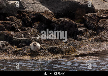 Le foche grigie sull isola di Skye Foto Stock