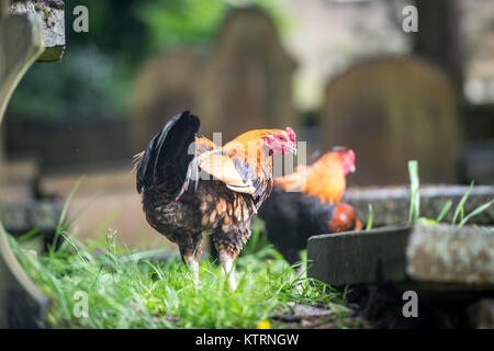 Galli giocare nel cimitero a brémont' Parsonage Museum, Haworth, West Yorkshire, Inghilterra Foto Stock