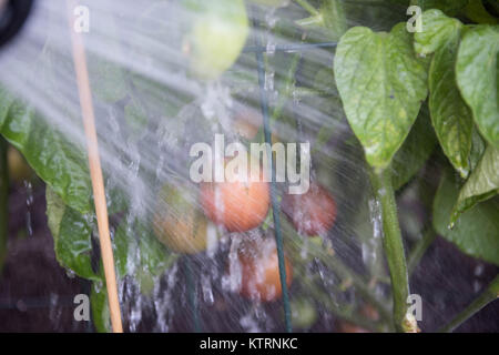 La maturazione cimelio di famiglia di piante di pomodoro di essere abbeverati in giardino Foto Stock