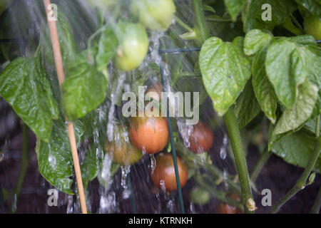 La maturazione cimelio di famiglia di piante di pomodoro di essere abbeverati in giardino Foto Stock