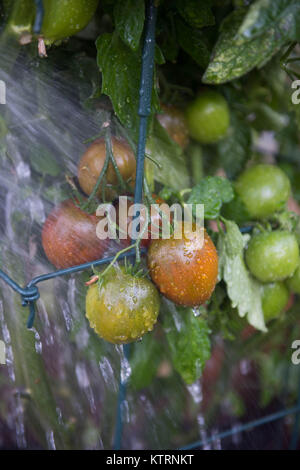 La maturazione cimelio di famiglia di piante di pomodoro di essere abbeverati in giardino Foto Stock