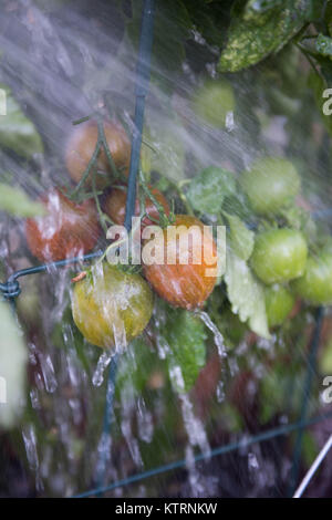 La maturazione cimelio di famiglia di piante di pomodoro di essere abbeverati in giardino Foto Stock