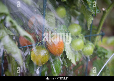 La maturazione cimelio di famiglia di piante di pomodoro di essere abbeverati in giardino Foto Stock