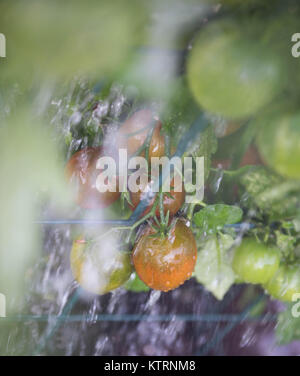 La maturazione cimelio di famiglia di piante di pomodoro di essere abbeverati in giardino Foto Stock