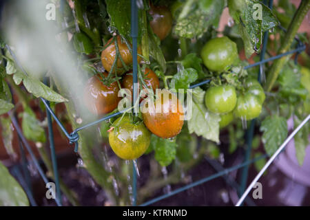 La maturazione cimelio di famiglia di piante di pomodoro di essere abbeverati in giardino Foto Stock