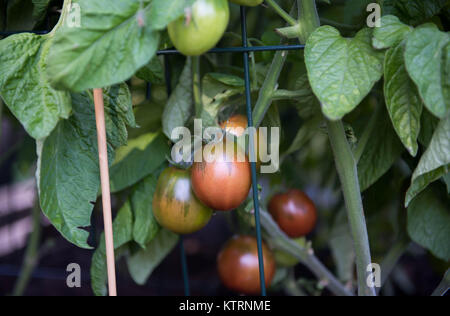 La maturazione cimelio di famiglia di piante di pomodoro di essere abbeverati in giardino Foto Stock