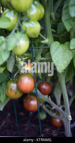 La maturazione cimelio di famiglia di piante di pomodoro di essere abbeverati in giardino Foto Stock