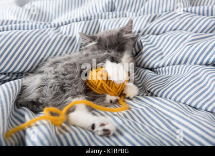 Adorabili grigio e bianco soffice Gattino che dorme con filo giallo sfera Foto Stock