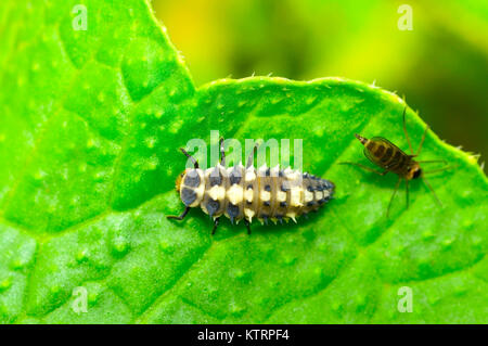 Variopinto larva da donna asiatica su una foglia verde vicino a Pune, Maharashtra. Armonia axyridis Foto Stock