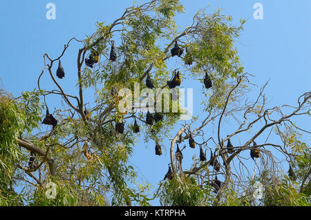 Flying Fox pipistrelli sono ' appollaiati nell'albero vicino a Sangli, Maharashtra Foto Stock