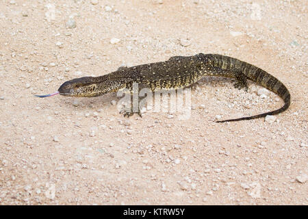 South African rock monitor sensing dell'ambiente con la sua lingua biforcuta in Etosha National Park, Namibia Foto Stock