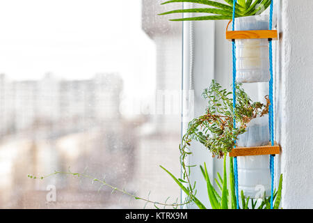 Appendere multi sistema impianto, utilizzando pentole da plastica riciclata contenitori di latte Foto Stock