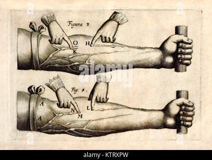 La piastra 2 da 'De Motu Cordis impostare Sanguinis in Animalibus' (il movimento del cuore e del sangue negli esseri viventi) da William Harvey (1578-1657) che mostra la rete di vene nell'avambraccio contenente valvole ad una via che mostra il sangue che scorre verso il cuore. Vedere ulteriori informazioni qui di seguito. Foto Stock