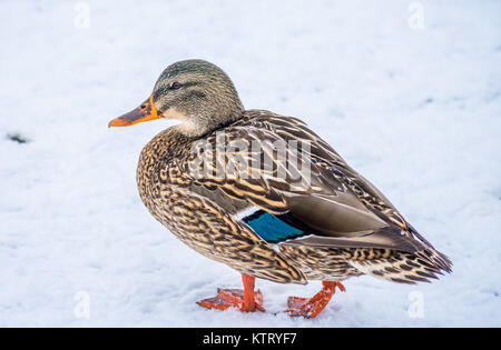 Germano Reale femmina sulla neve Foto Stock