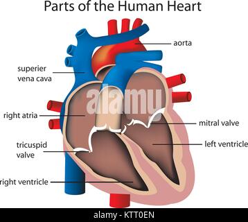 Illustrazione di parti del cuore Illustrazione Vettoriale