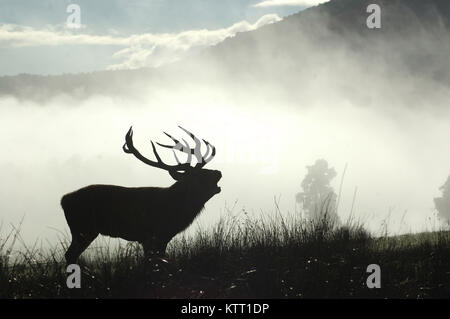 13 punti di cervi rossi stag ruggente nella nebbia mattutina, nella costa occidentale dell'Isola del Sud, Nuova Zelanda