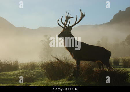 13 punti di cervi rossi stag sondaggi il suo territorio nella nebbia mattutina, nella costa occidentale dell'Isola del Sud, Nuova Zelanda Foto Stock