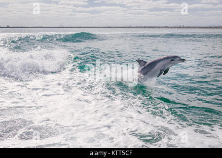 Delfino che salgono fuori dall'oceano, Australia Foto Stock