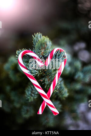 Due candy canes appeso a un albero di Natale a forma di cuore, Foto Stock