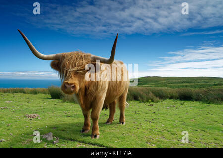 Un Longhorn bull gode del sole sulla piccola isola spazzate dal vento di Lundy al largo della costa del North Devon. Foto Stock