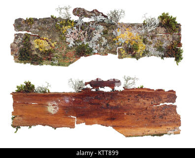 La parte superiore e una vista dal basso di un frammento di corteccia di Aspen con una colonia di foresta crescono muschi e licheni. Isolato su bianco set di studio Foto Stock