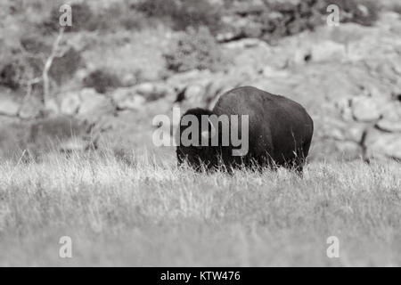 Il bisonte americano è stata ristabilita a Wichita Mountains National Wildlife Refuge situato in Indiahoma, Oklahoma dove adesso prosperare e Foto Stock