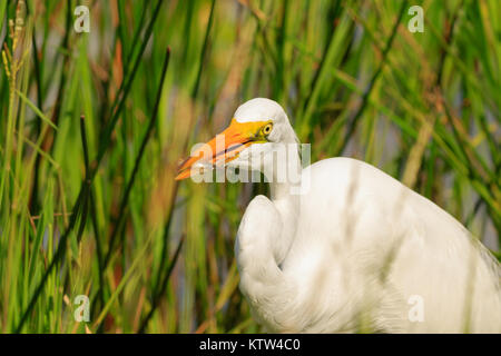 Un Airone bianco maggiore la pesca nelle paludi di Everglades National Park si trova in Florida 2017 Foto Stock