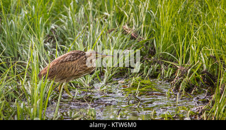 American tarabuso in Wisconsin settentrionale. Foto Stock