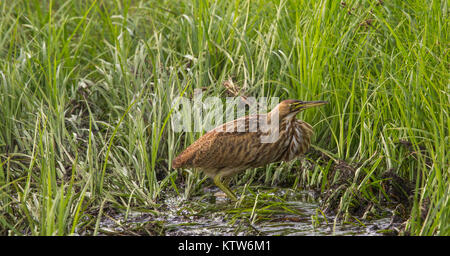 American tarabuso in Wisconsin settentrionale. Foto Stock