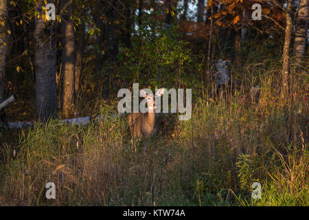 White-tailed doe in piedi nel tepore del sole del tardo pomeriggio. Foto Stock