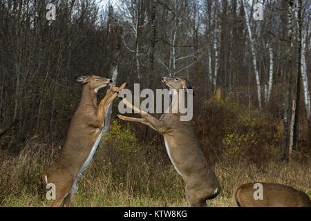 White-tailed non combattendo in una Wisconsin settentrionale campo. Foto Stock