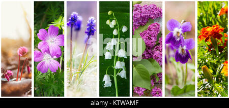 Un collage di primavera ed estate fiori: ciclamino, il giglio della valle, lillà, Le calendule, viole e geranio forest (foto miniera) Foto Stock