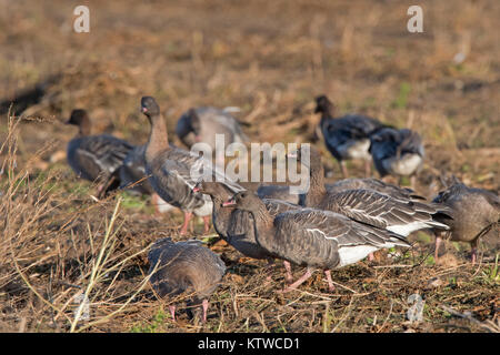 Rosa-footed oche Anser brachyrhynchus alimentando in raccolti di barbabietole da zucchero Salthouse campo North Norfolk Novembre Foto Stock