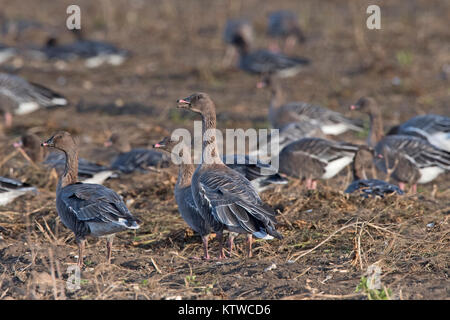 Rosa-footed oche Anser brachyrhynchus alimentando in raccolti di barbabietole da zucchero Salthouse campo North Norfolk Novembre Foto Stock