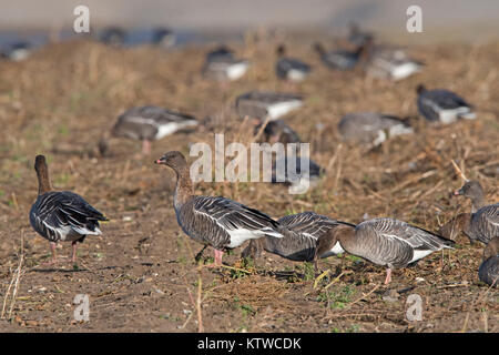 Rosa-footed oche Anser brachyrhynchus alimentando in raccolti di barbabietole da zucchero Salthouse campo North Norfolk Novembre Foto Stock