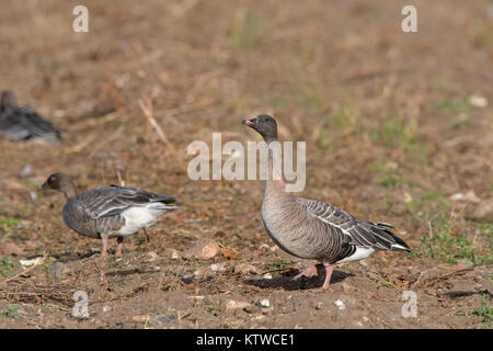 Rosa-footed oche Anser brachyrhynchus alimentando in raccolti di barbabietole da zucchero Salthouse campo North Norfolk Novembre Foto Stock