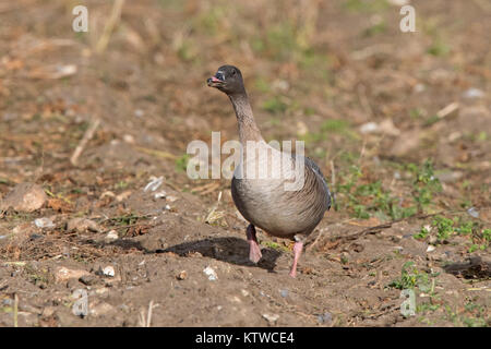 Rosa-footed oche Anser brachyrhynchus alimentando in raccolti di barbabietole da zucchero Salthouse campo North Norfolk Novembre Foto Stock