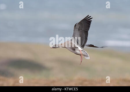Rosa-footed oche Anser brachyrhynchus alimentando in raccolti di barbabietole da zucchero Salthouse campo North Norfolk Novembre Foto Stock