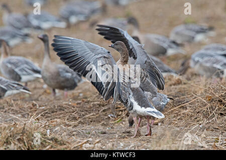 Rosa-footed oche Anser brachyrhynchus alimentando in raccolti di barbabietole da zucchero Salthouse campo North Norfolk Novembre Foto Stock