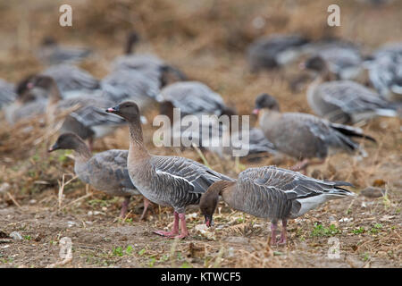 Rosa-footed oche Anser brachyrhynchus alimentando in raccolti di barbabietole da zucchero Salthouse campo North Norfolk Novembre Foto Stock