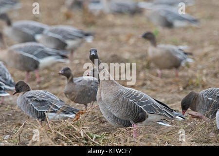 Rosa-footed oche Anser brachyrhynchus alimentando in raccolti di barbabietole da zucchero Salthouse campo North Norfolk Novembre Foto Stock