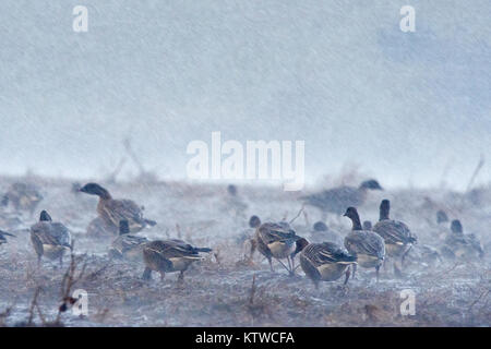 Rosa-footed oche Anser brachyrhynchus alimentando in raccolti di barbabietole da zucchero in campo piogge torrenziali e 50 mph venti, Salthouse North Norfolk Novembre Foto Stock